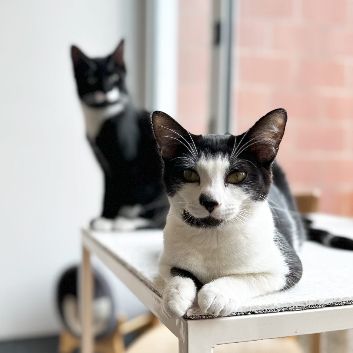 (Donny in the background 😂😂). We have some walk-in availability today if you want to hang out with these goofballs and their buddies. Kaden promises not to eat your lunch but he might insist on sitting on the table&hellip; 😺. #buckminsterscatcafe 