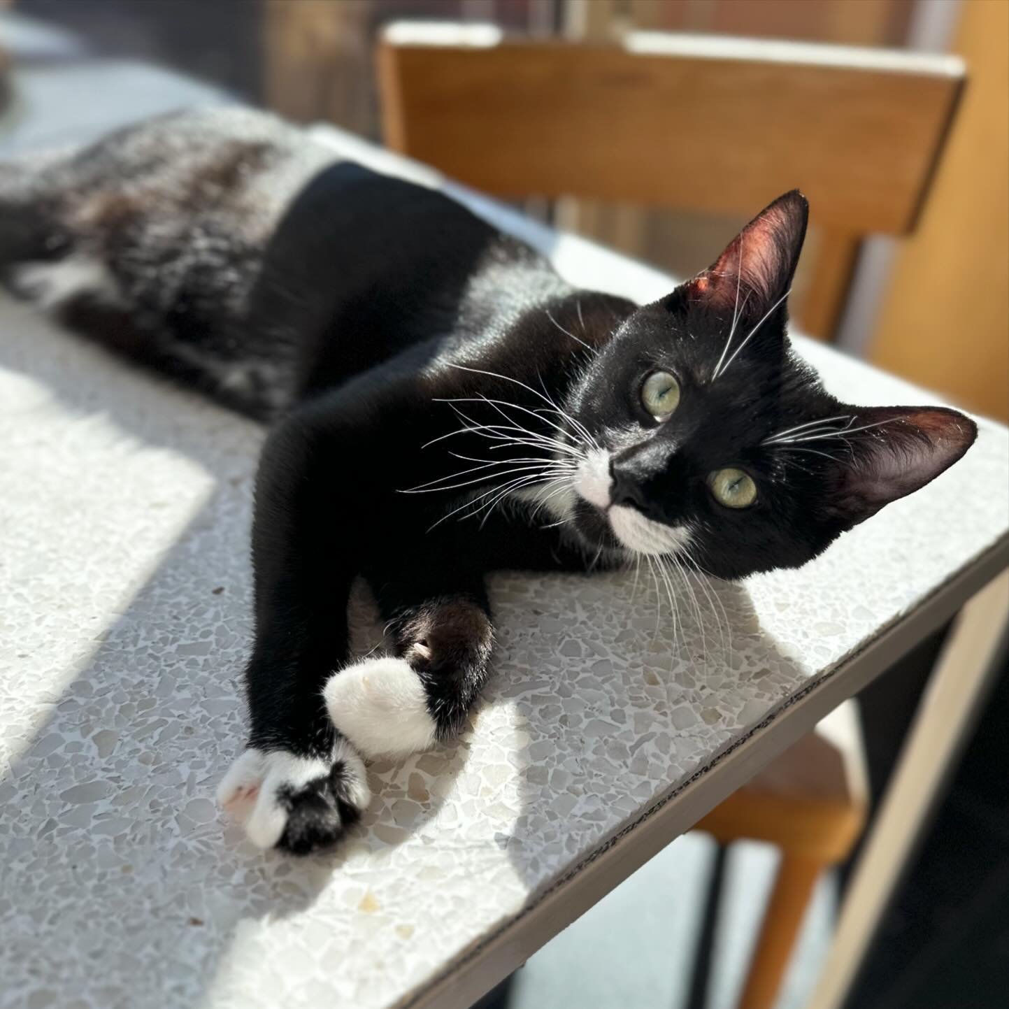 Donny is probably the funniest cat in the Cat Zone at the moment. His play antics with his sister, Marie, are outrageous, and he would like to be adopted with her so that they can be playmates for life. And would you just take a gander at his perfect