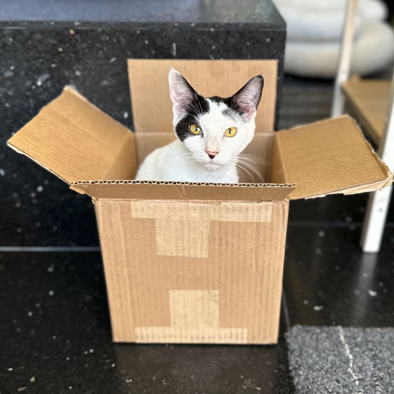 Forest was trying out the new box this morning. He says it&rsquo;s the perfect size! 📦✅ Forest is the sweetest boy. He loves other cats and has a very quiet demeanor.  He&rsquo;s a true friend to all so if you&rsquo;re looking for a buddy for your e