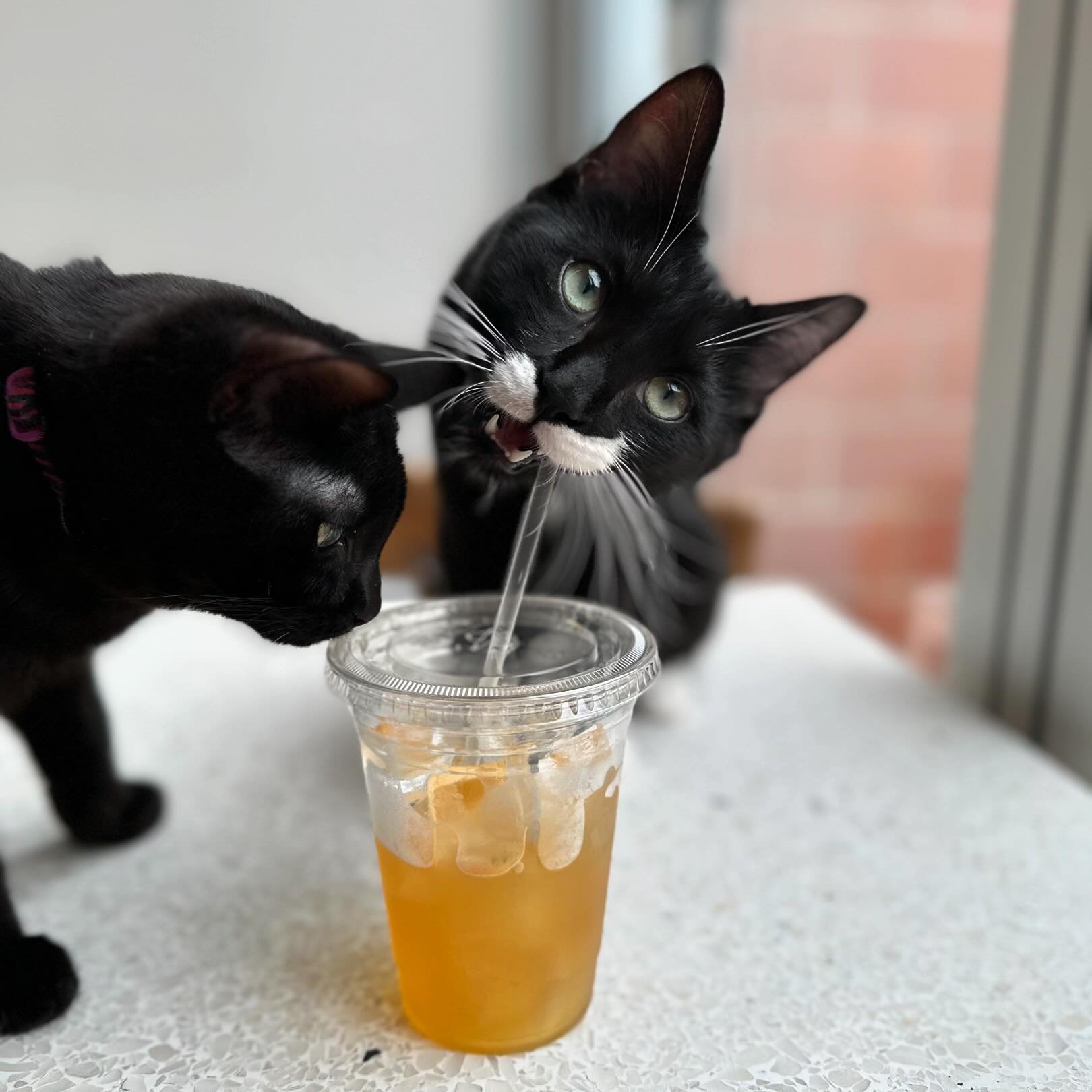 Attention‼️ If you bring your cold drink into the Cat Zone, Donny is going to chew on your straw. Unless you luck out and he&rsquo;s napping. You have now been fairly warned. 😹😹🥤🥤 #buckminsterscatcafe #adoptdontshop #foreverhomeneeded