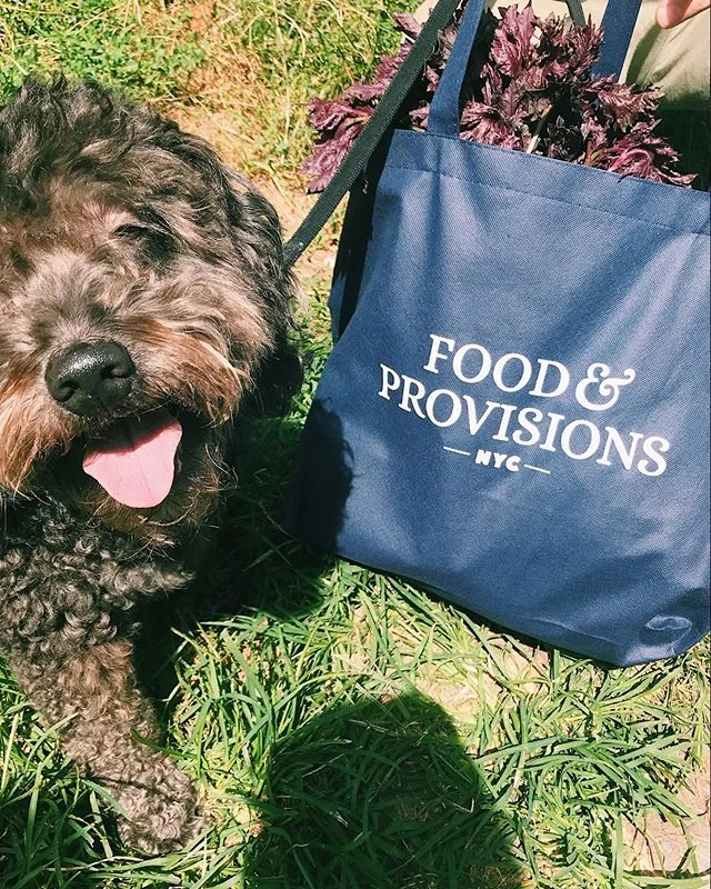 F&amp;P NYC is Fuzz approved, and that should be convincing enough! Now its time for you to enjoy a fork full of flavorsome dishes from yours truly! 🐶