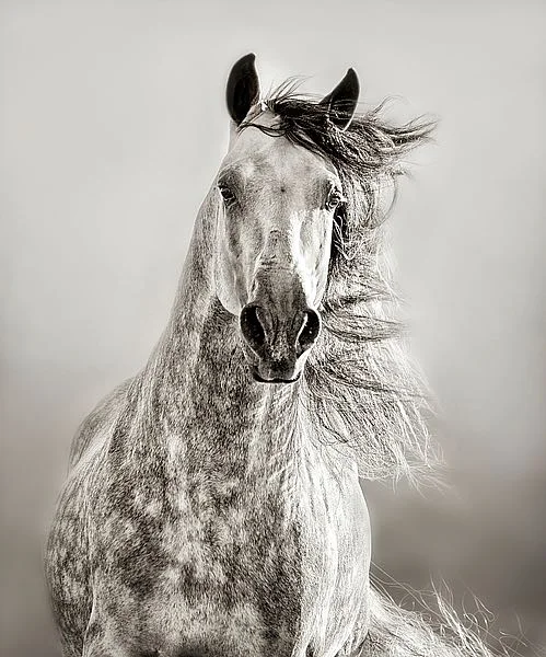 D970D Lisa Dearing - Caballo de Andaluz.jpg