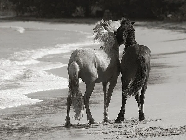 S1249D Traer Scott - Young Mustangs on Beach.jpg