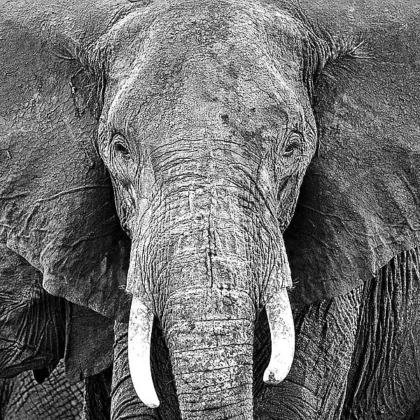 P917D PhotoINC Studio - Elephant.jpg