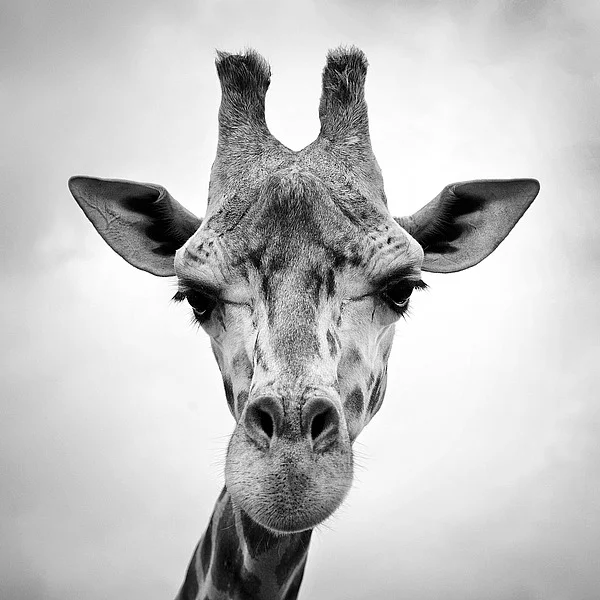 P920D PhotoINC Studio - Giraffe.jpg