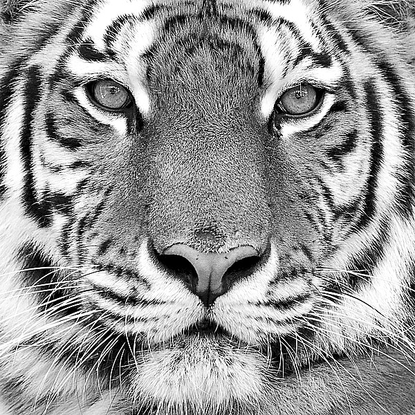 P946D PhotoINC Studio - Tiger.jpg