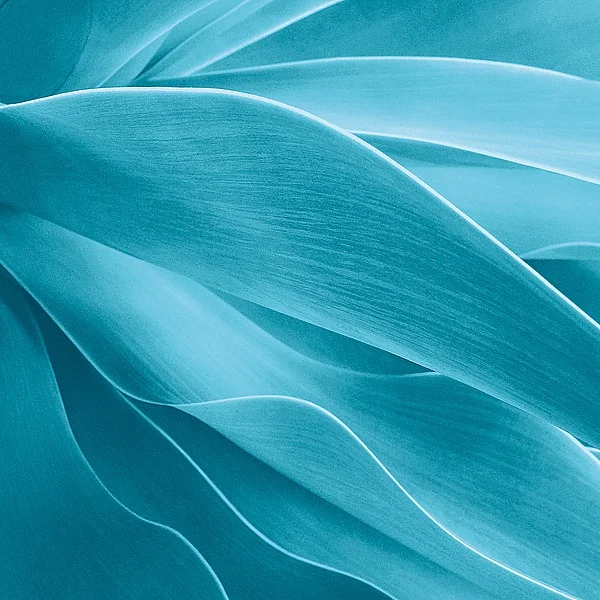 B2648D Jan Bell - Succulent.jpg