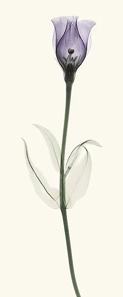 C1033D Robert Coop - Lesianthus.jpg