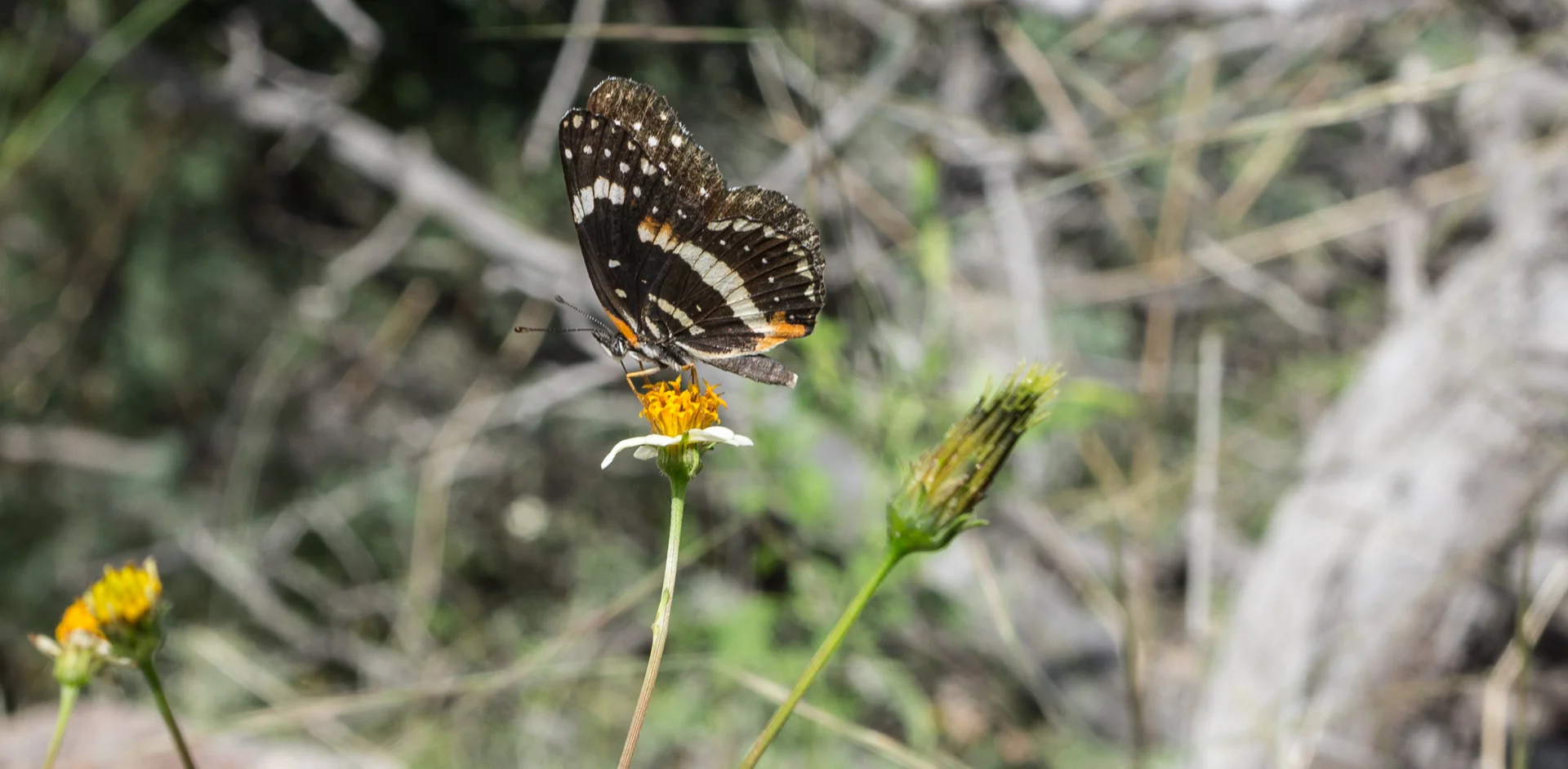 McNulty (c) skyisland 203.jpg