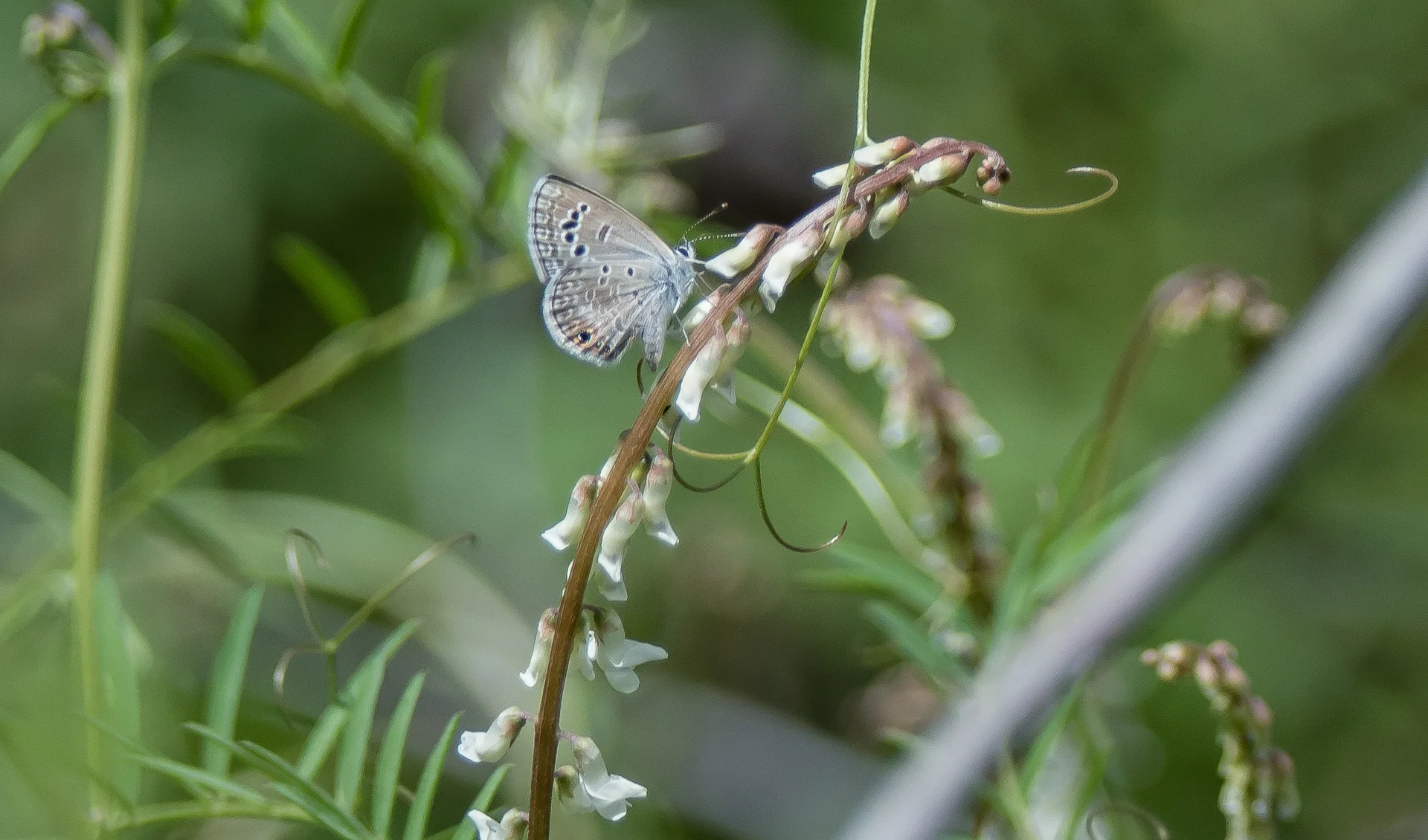 McNulty (c) skyisland 224.jpg