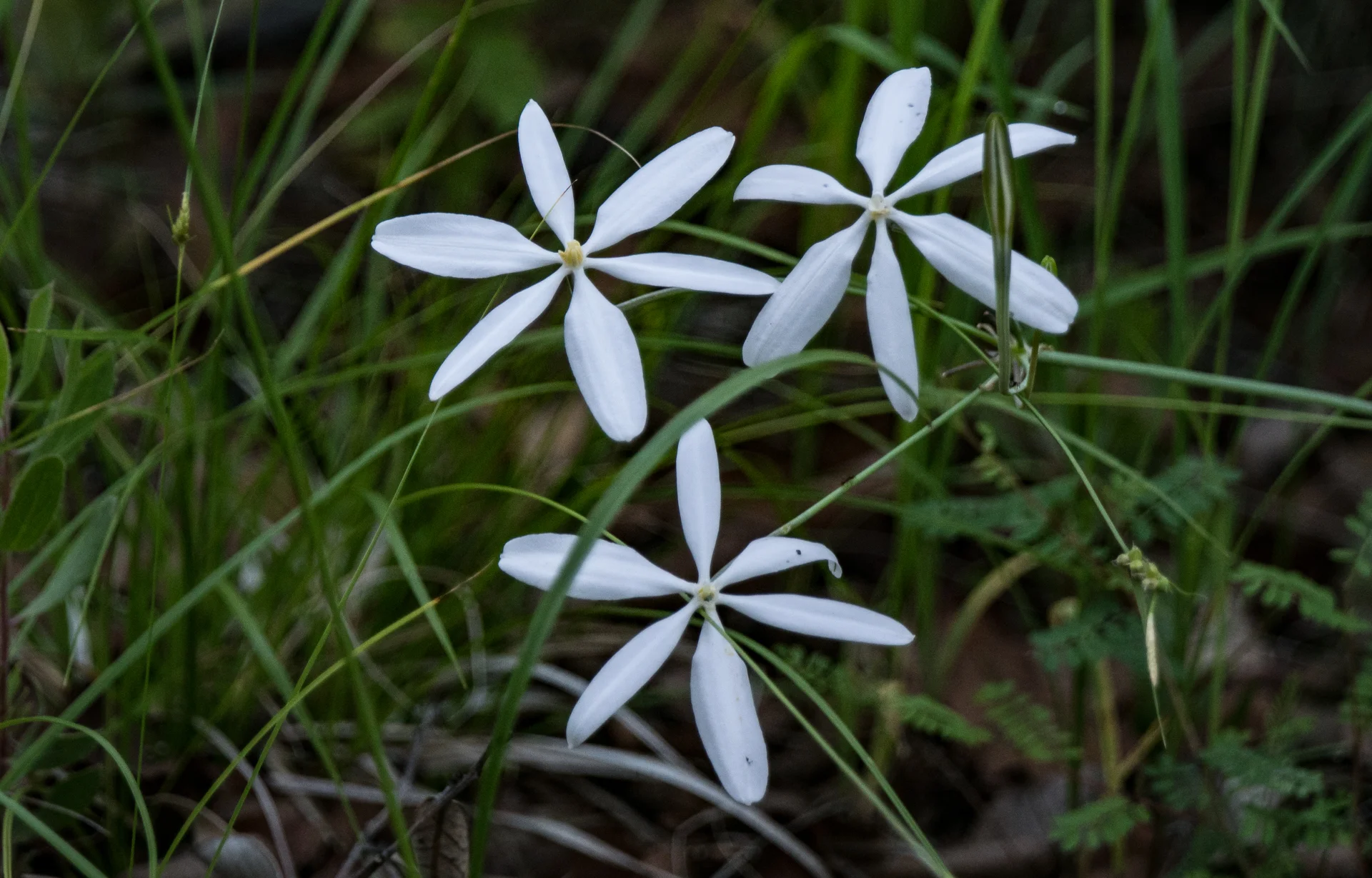 McNulty (c) skyisland 227.jpg