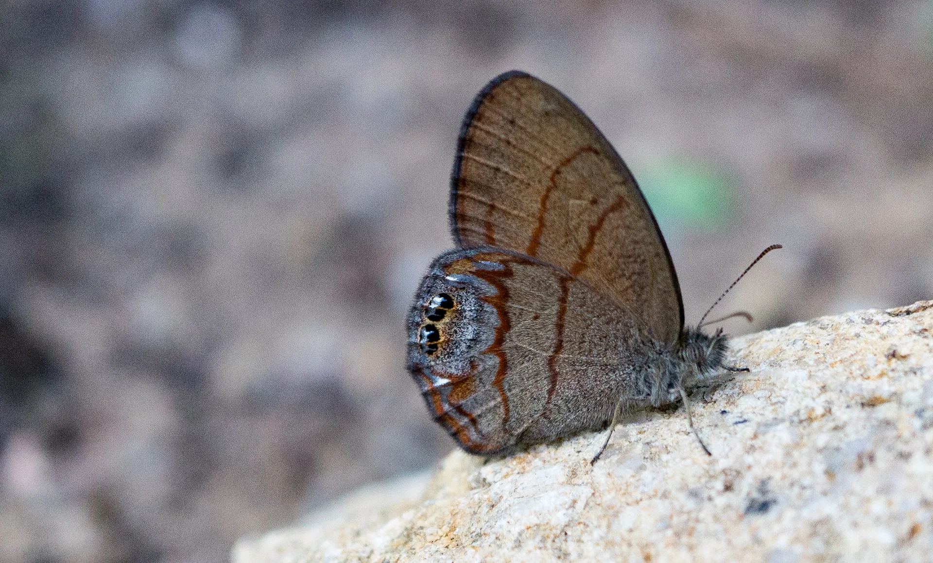 McNulty (c) skyisland 235.jpg