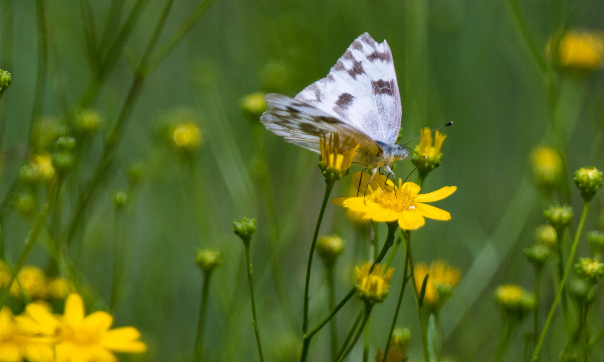 McNulty (c) skyisland 327.jpg