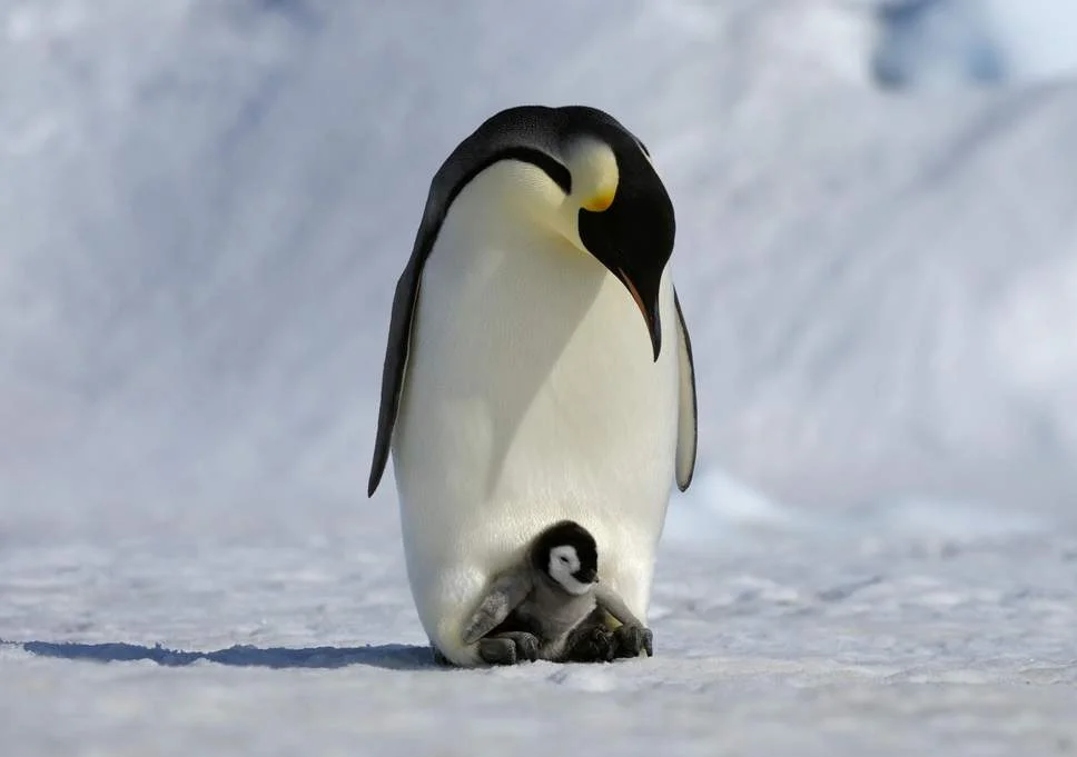 penguin.jpg