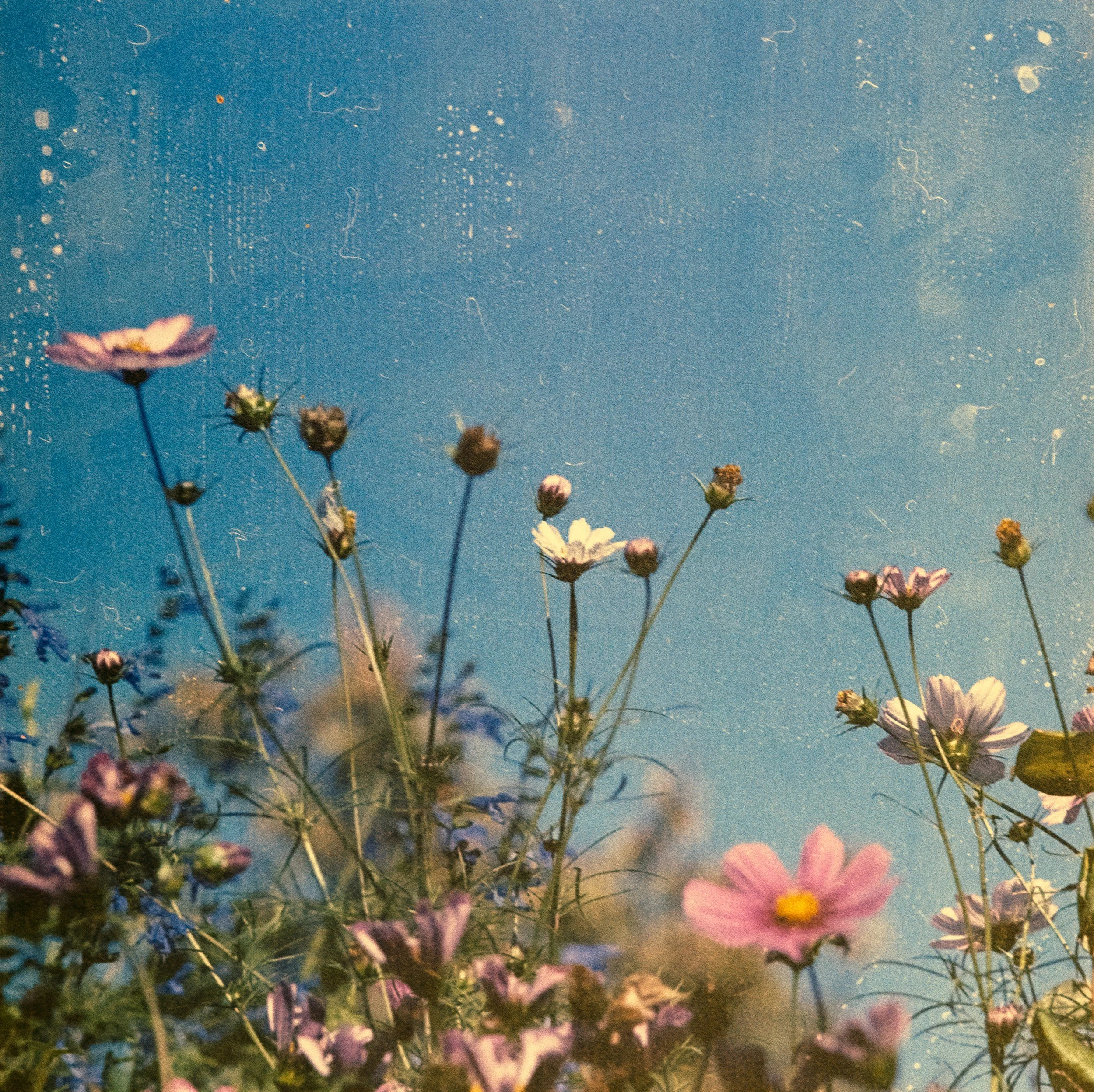 A field of colorful small flowers with a blue sky background. The photo has a dreamy, slightly blurred effect.