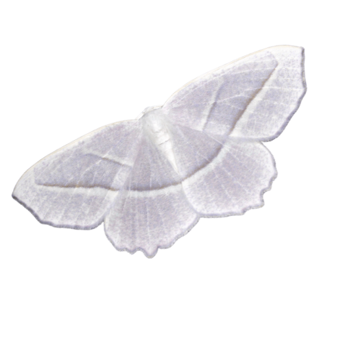 A pale-colored moth with broad wings resting on a surface.