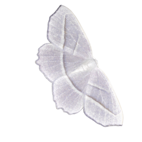 A pale-colored butterfly with outstretched wings on a black background.