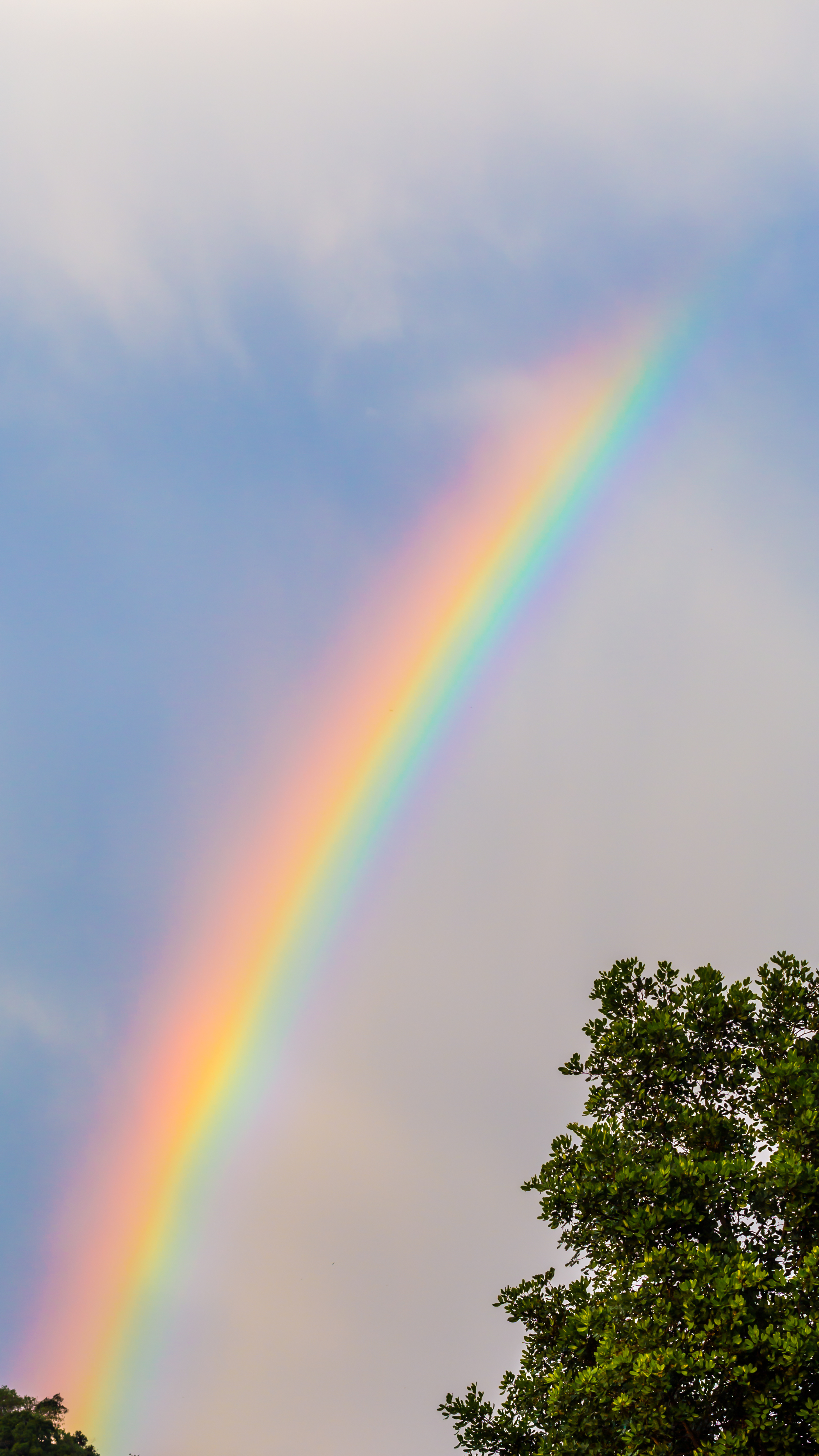 A rainbow in the sky with clouds and a tree in the lower right corner.