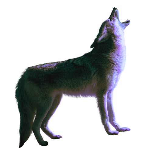 A howling wolf with a glowing, colorful background.