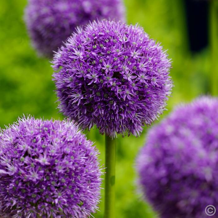 Allium.JPG