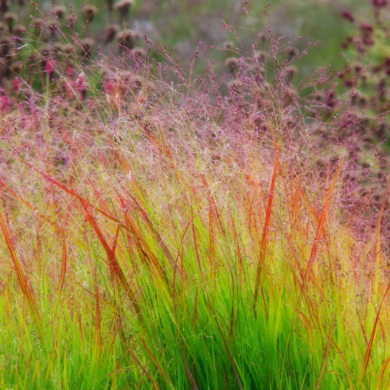 Switchgrass2.jpg