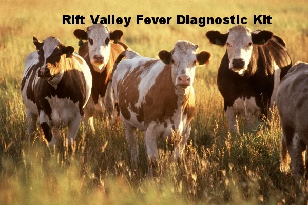 Cattle.jpg