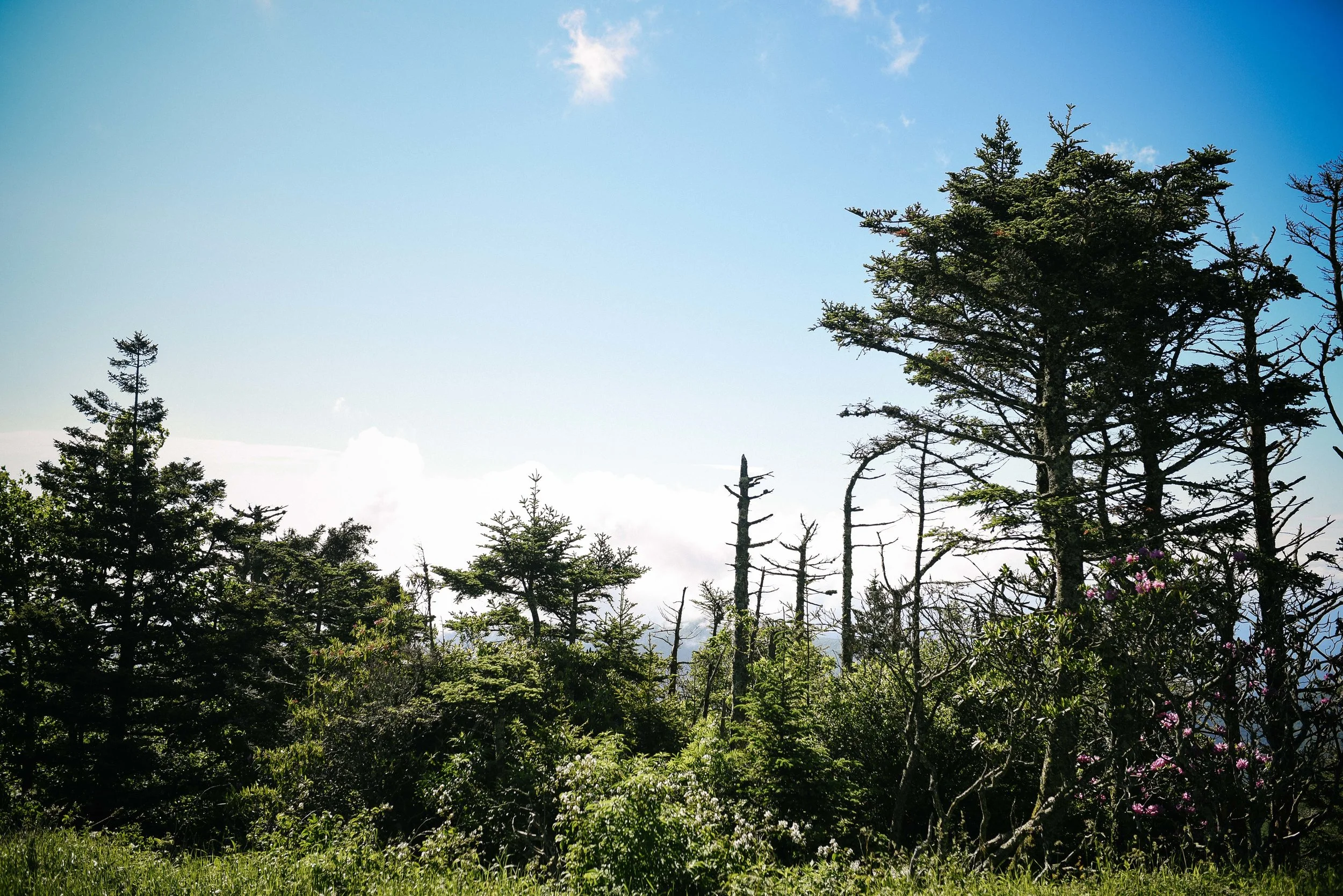 DSC_8074.jpg
