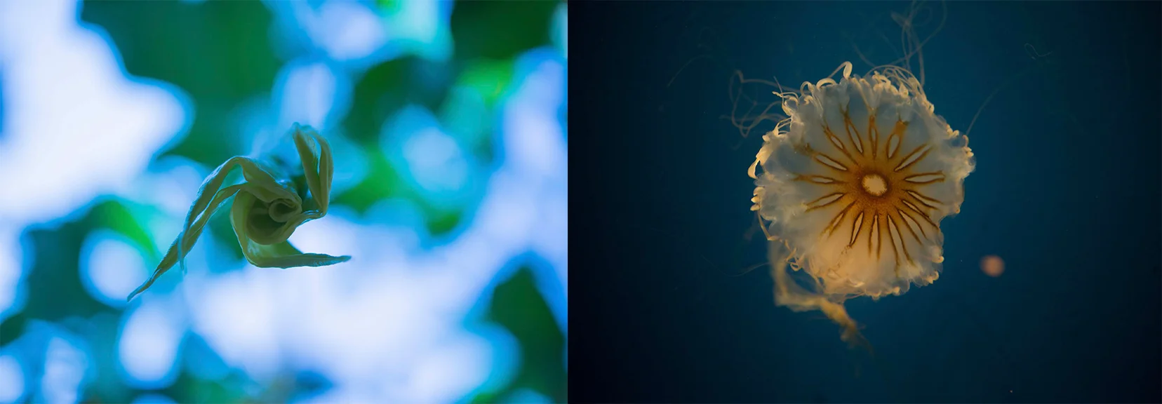 Carousel-Jellyfish.jpg