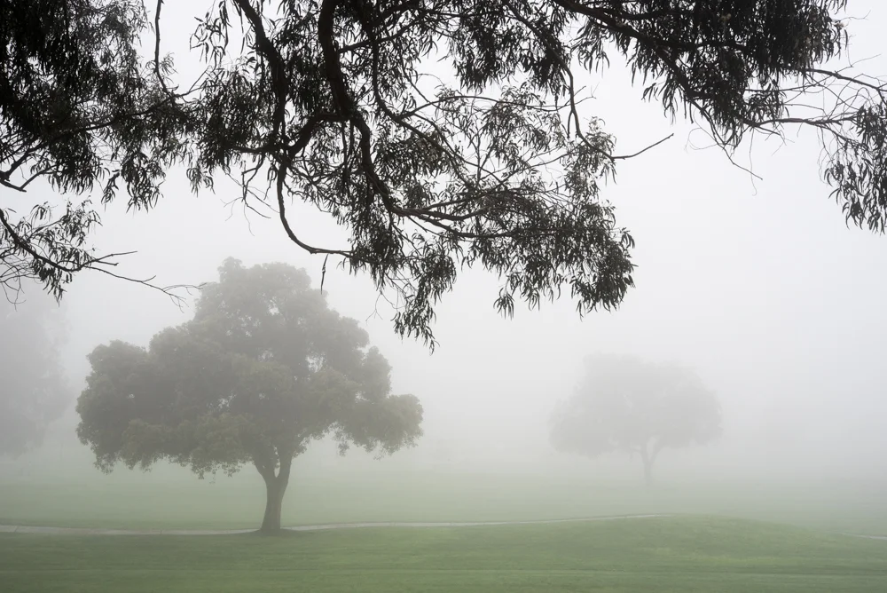 2trees and fog Landscape  Michal Greenboim.jpg