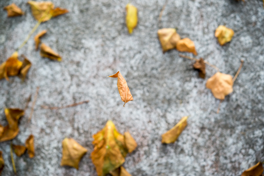 6  Autumn landscape.jpg