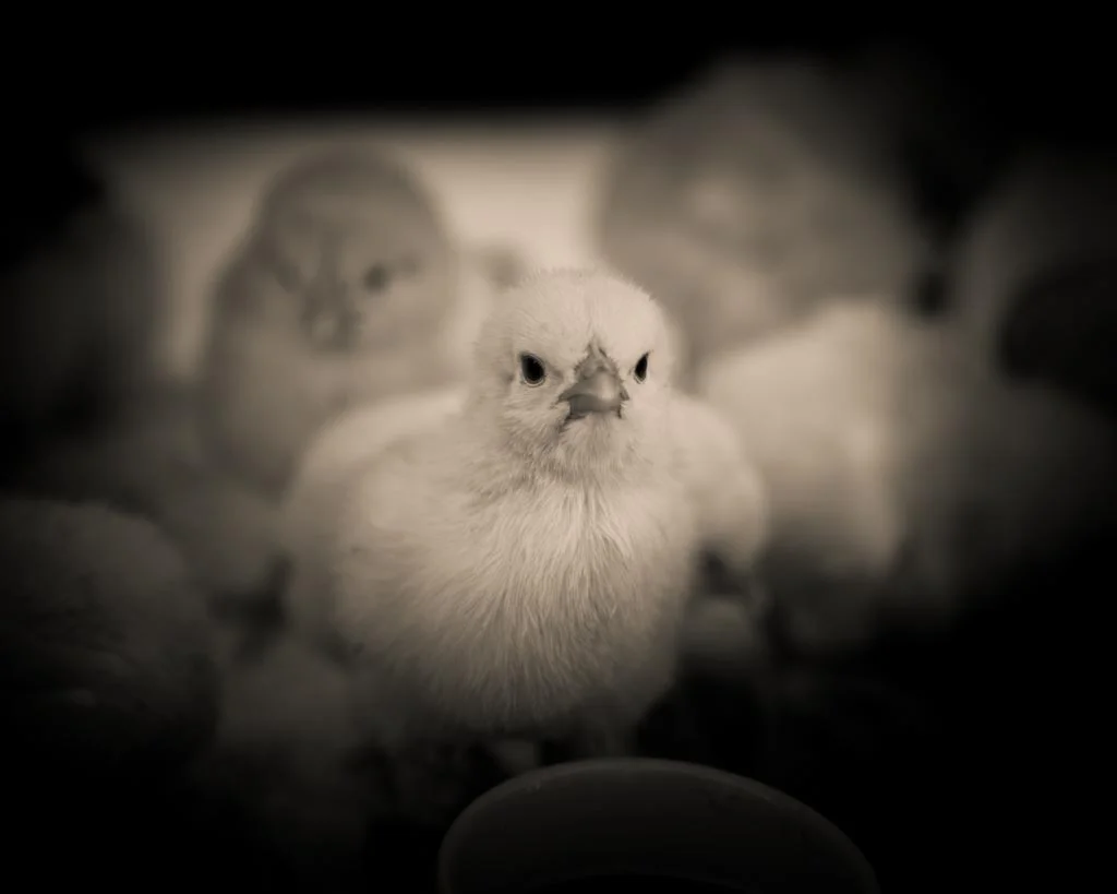 Cuban Street Markets