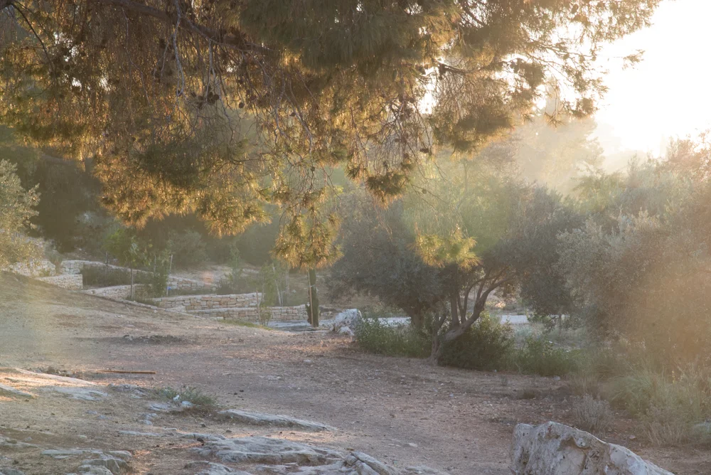 4trees and fog Landscape  Michal Greenboim.jpg