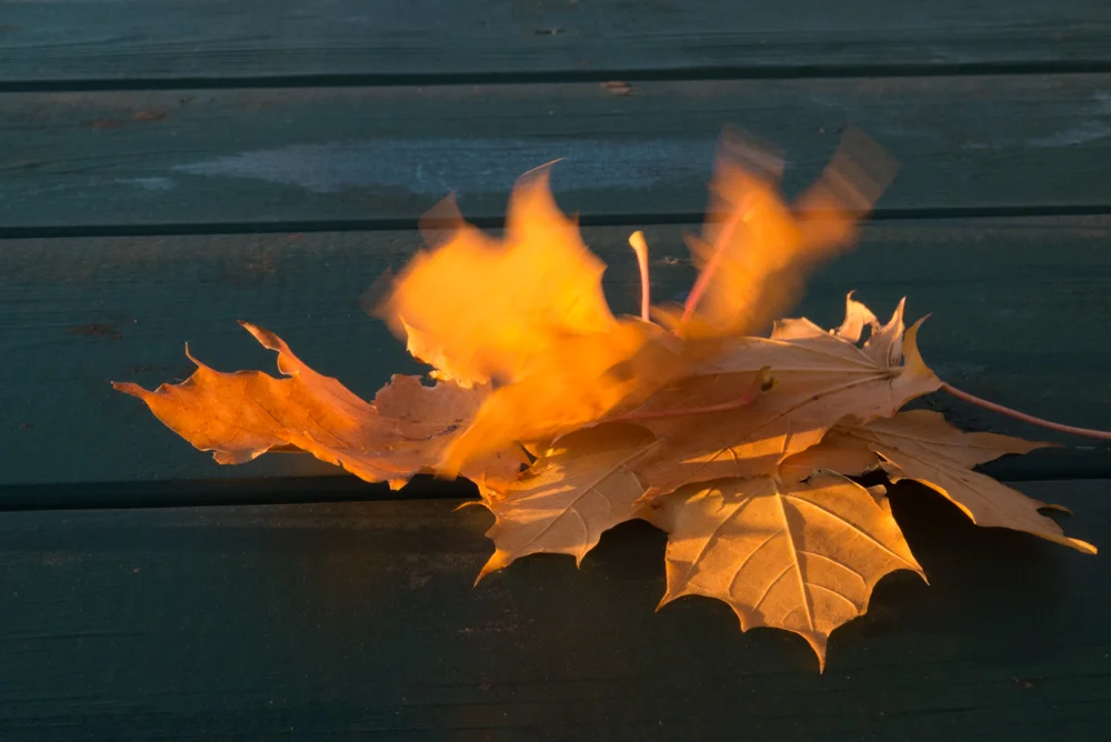 Leaves in the Wind