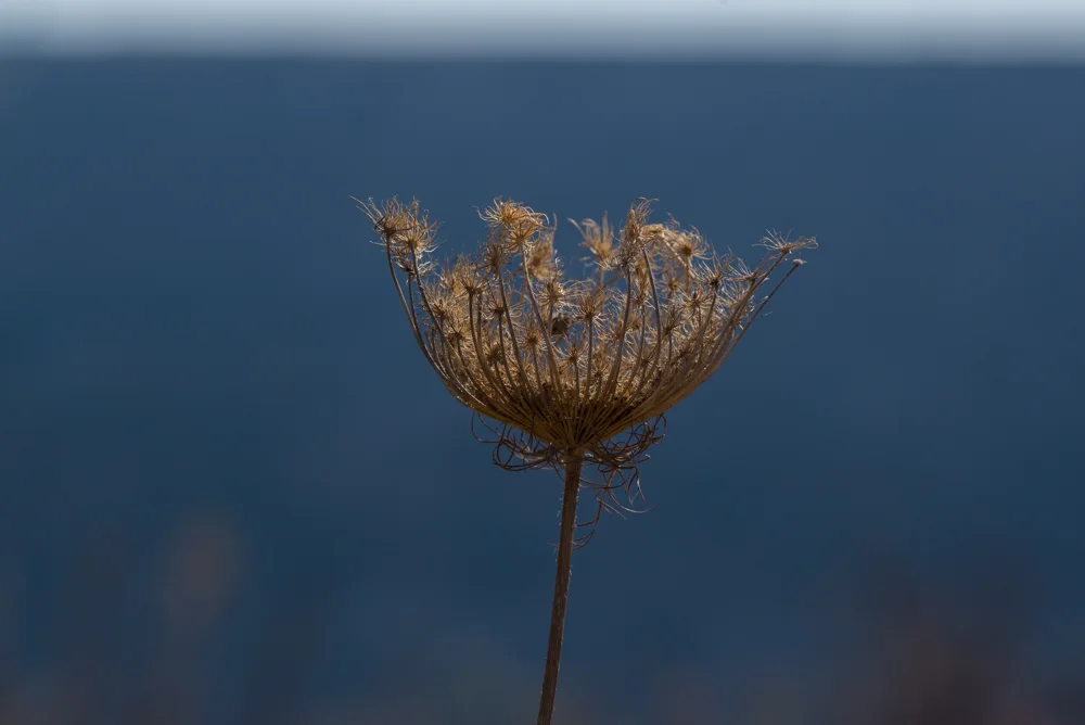 Dandelion in Pause