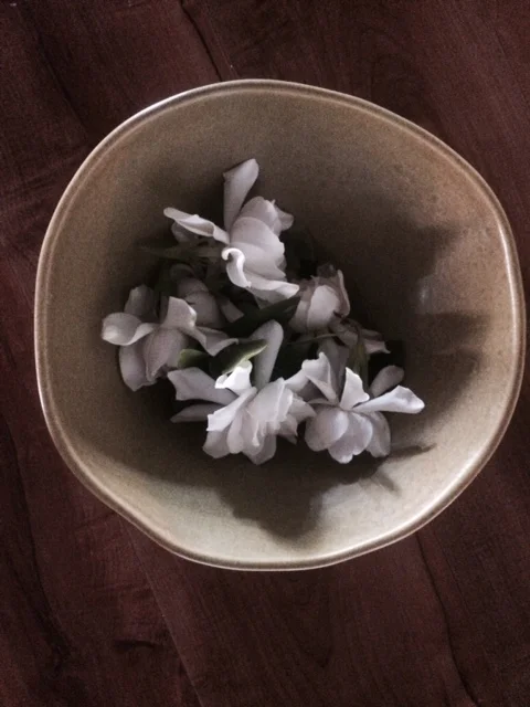 GardeniaFullSizeRender-8