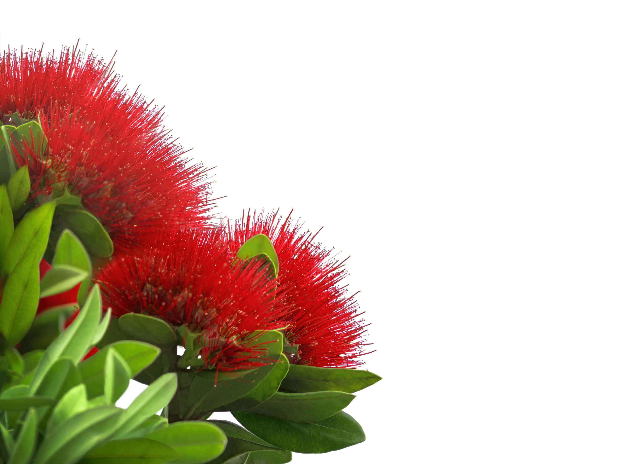 AdobeStock_129007955_Pohutukawa.jpeg