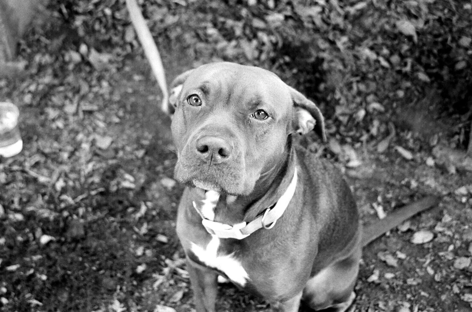 Mocha the Angelic 4:19.jpg