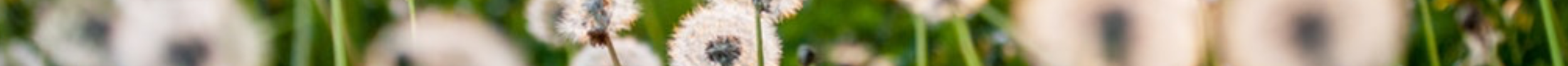 dandelion footer 2.png