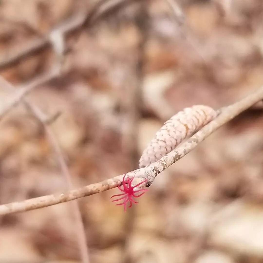 Little signs of spring sweetness.