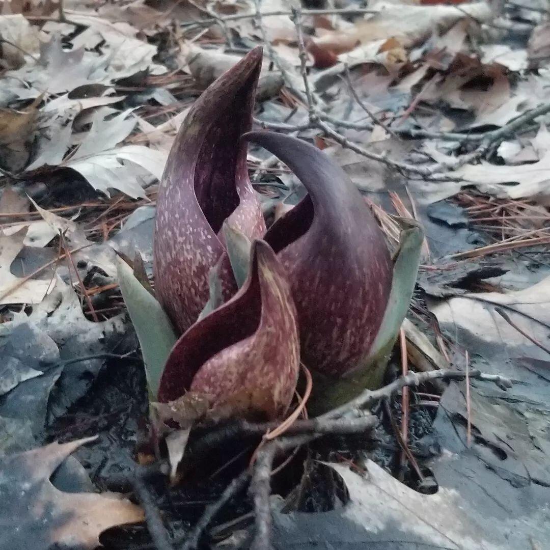 Spring sprung while I stayed home. #getoutthere #springephemerals #nearbynature