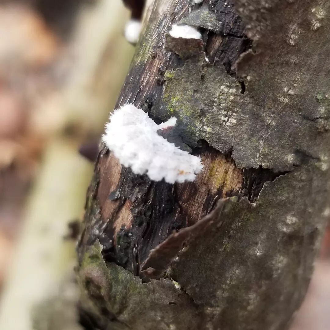 The sweetest little mushroom I've ever seen