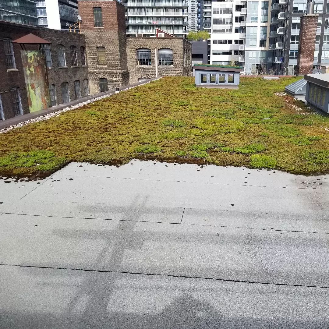 Out scouting the green city pastures for an upcoming Urban Forest Bathing adventure @401rooftopgarden. Join me Saturday, May 5 with @museumoftoronto for a Toronto Gone Wild event!