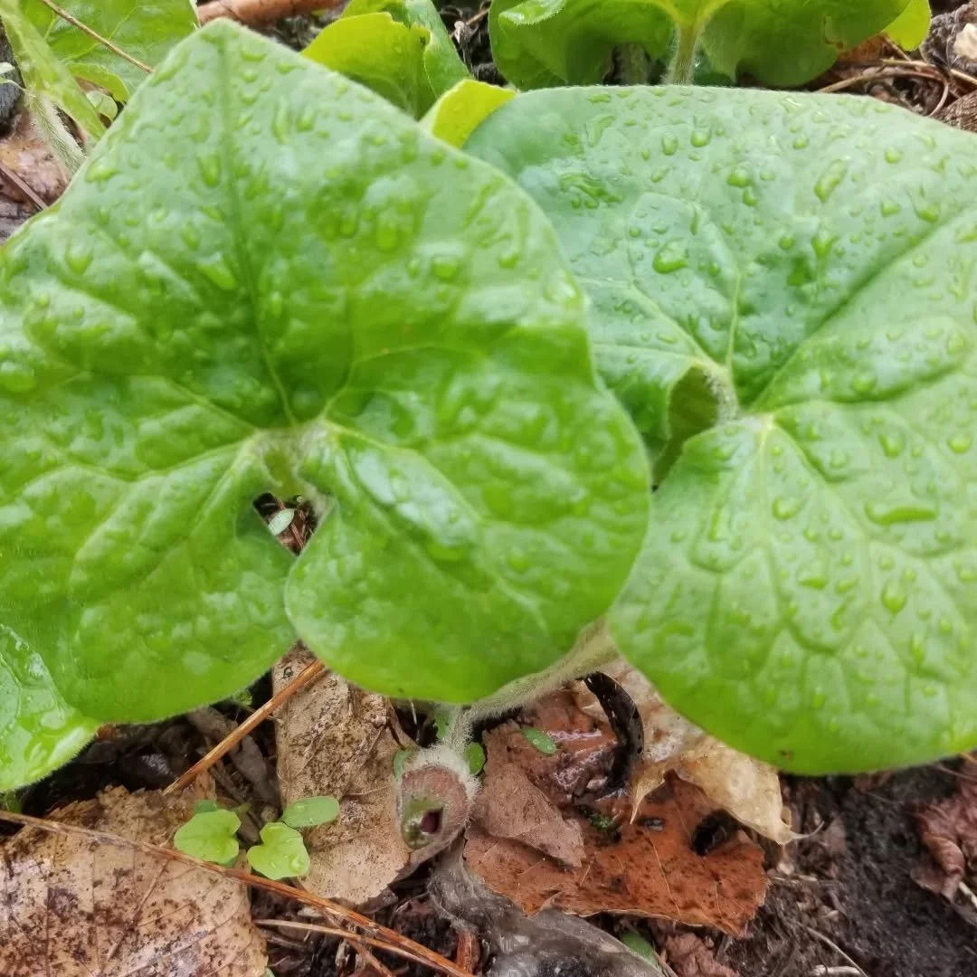 Just in time to catch the wild ginger about to bloom.