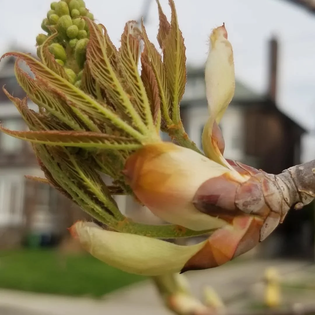 The chestnut bird flies the nest! Spring is under way