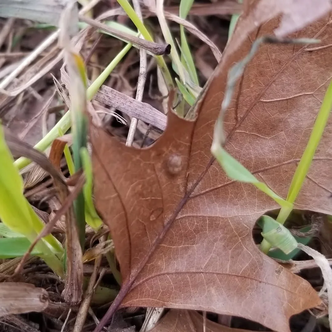 The grass is always greener when you look
 #noticingnature