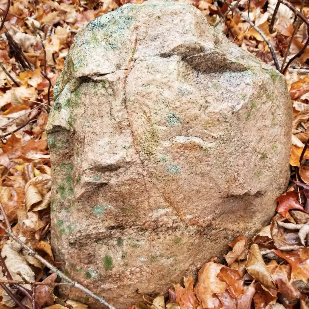 A friendly face in the forest.