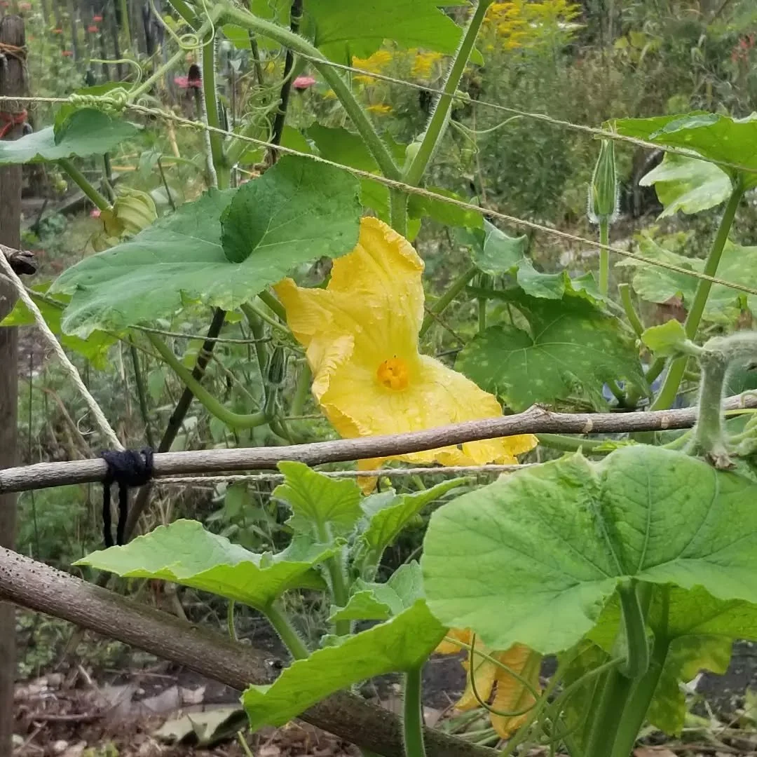 There's nothing more uplifting than a walk through a community garden.