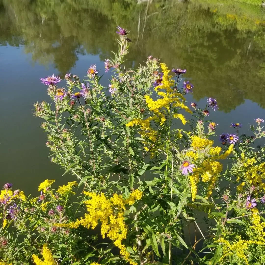 There's a new art exhibit in the park. To see it, just take off your glasses and let your gaze get soft. As good as Monet!
