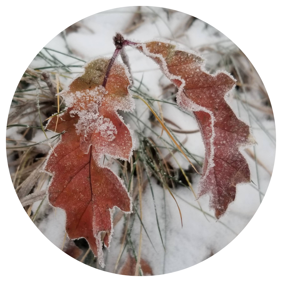 Frost-edged oak leaves resting among grasses in winter in High Park’s Black Oak Savannah.