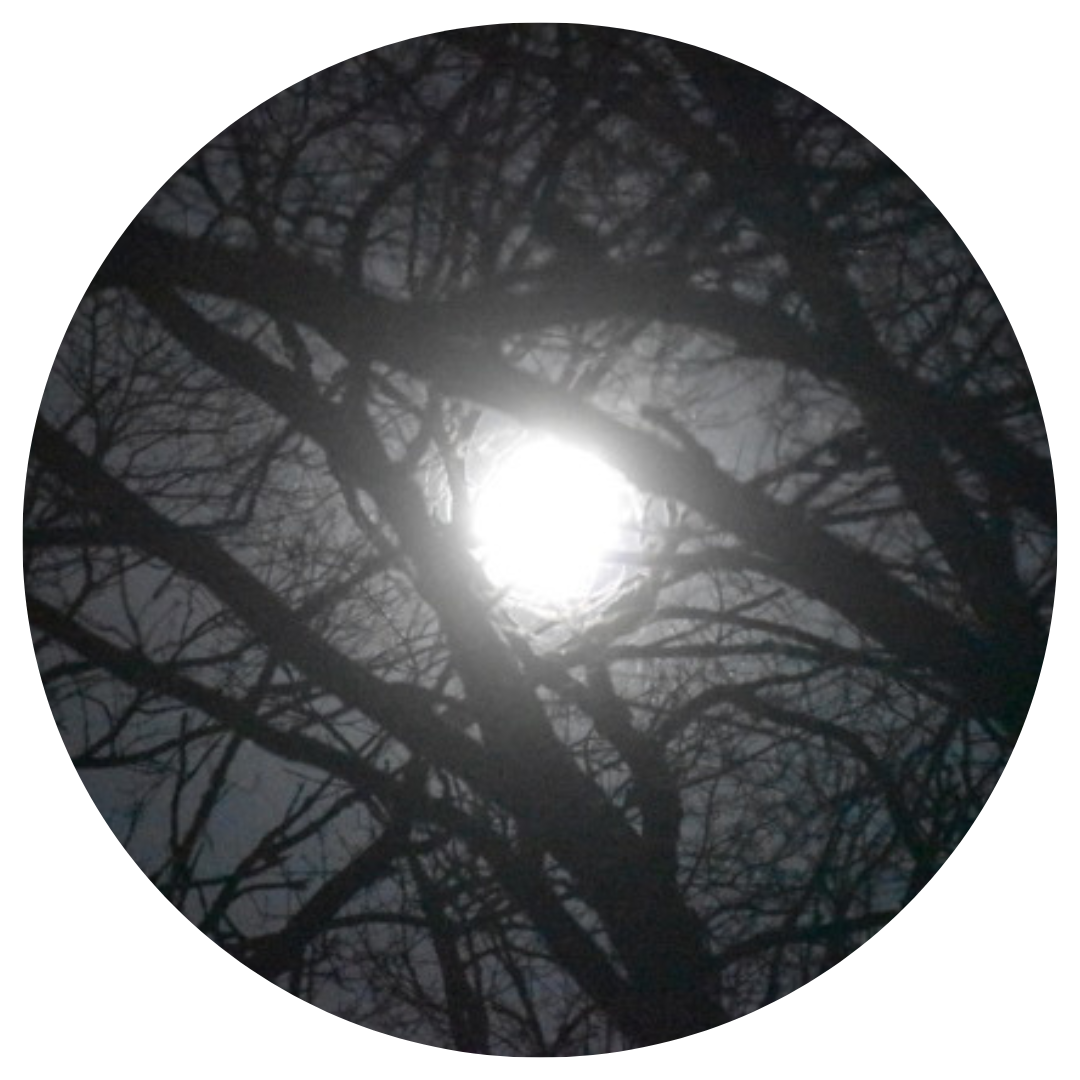 Bright moonlight filtering through bare tree branches at dusk in High Park, creating a low-light forest scene.